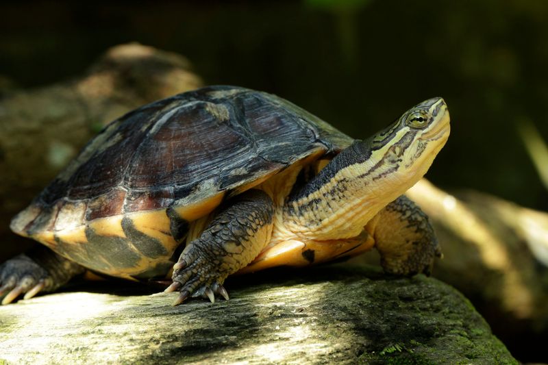 Vietnamese Pond Turtle