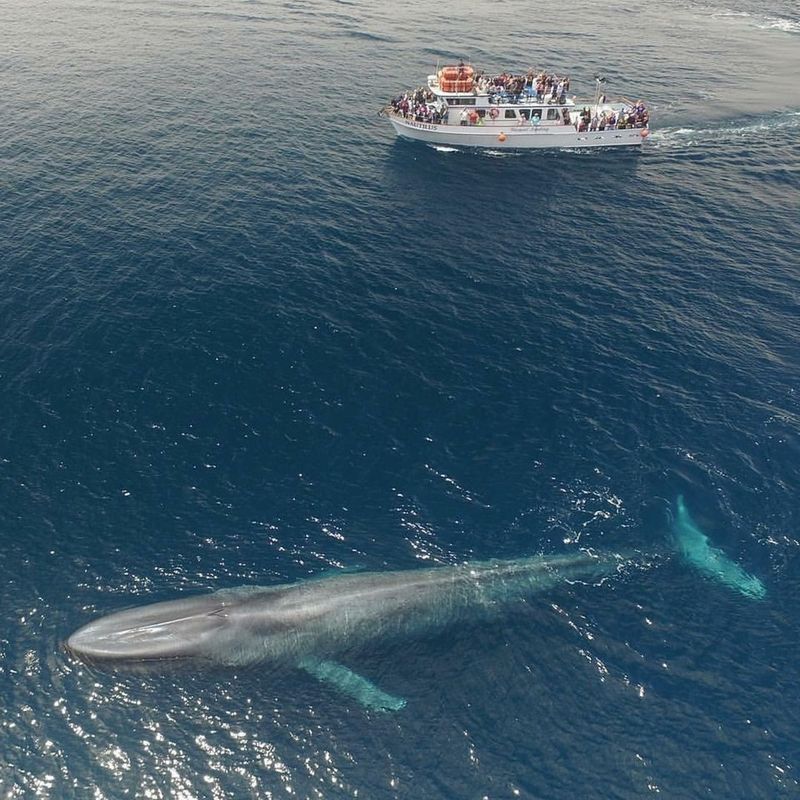 Blue Whale