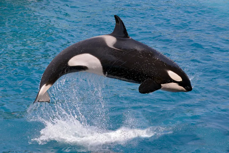Orca