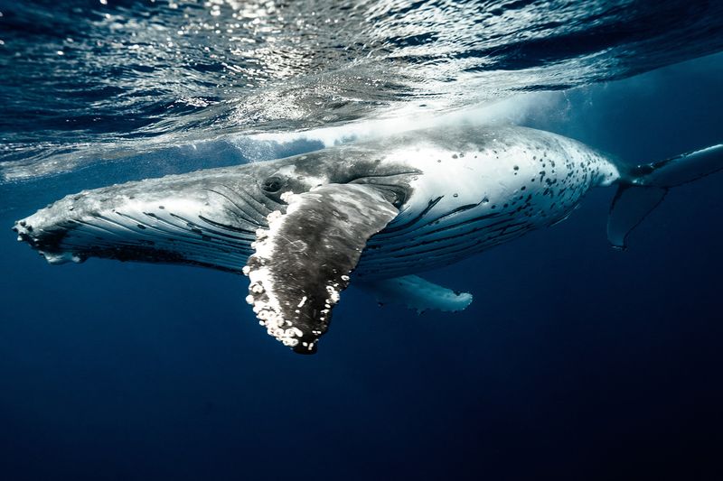 Blue Whale