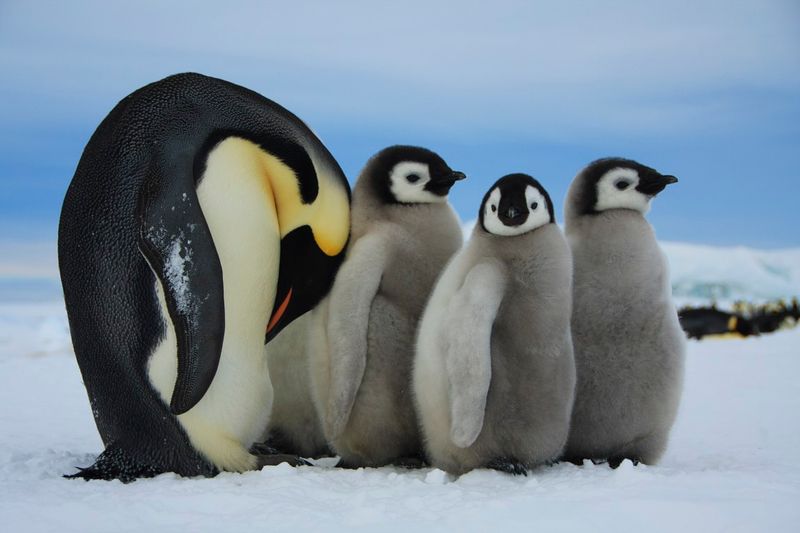 Penguin