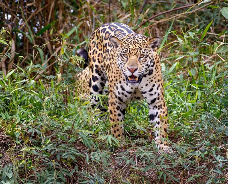 Jaguar