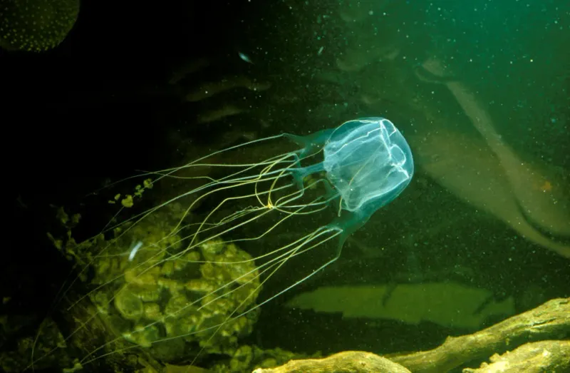 Box Jellyfish
