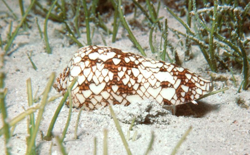 Cone Snail
