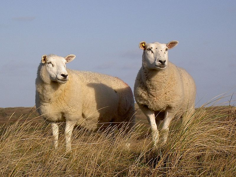 Texel Sheep