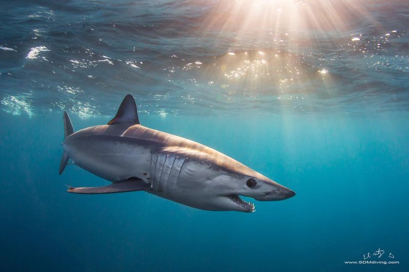 Mako Shark