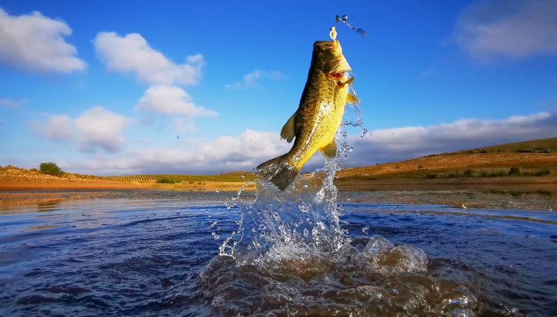 Largemouth Bass