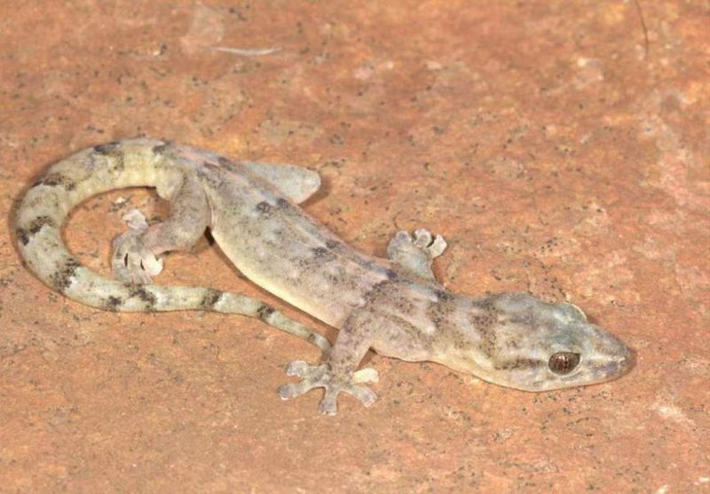 The Unique Appearance of the Gecko