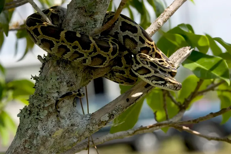 Burmese Python