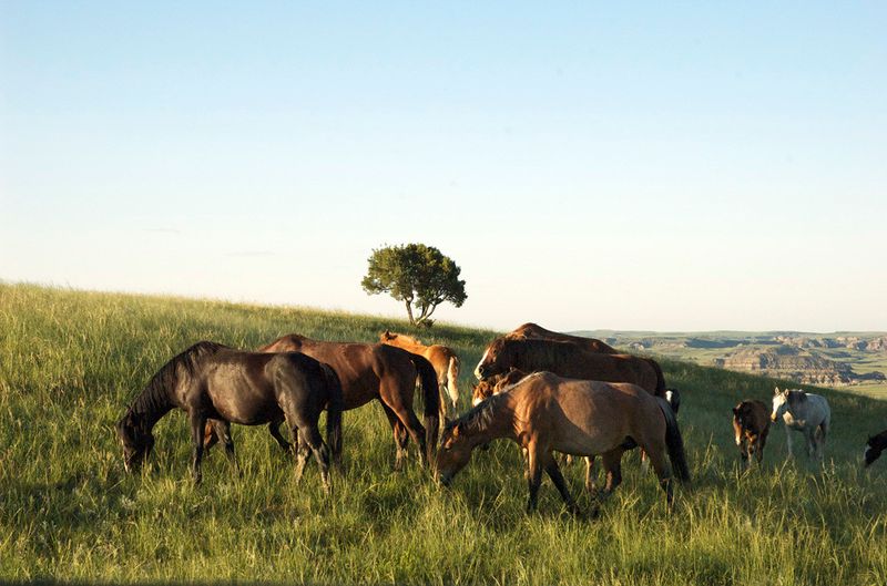 Wild Horse