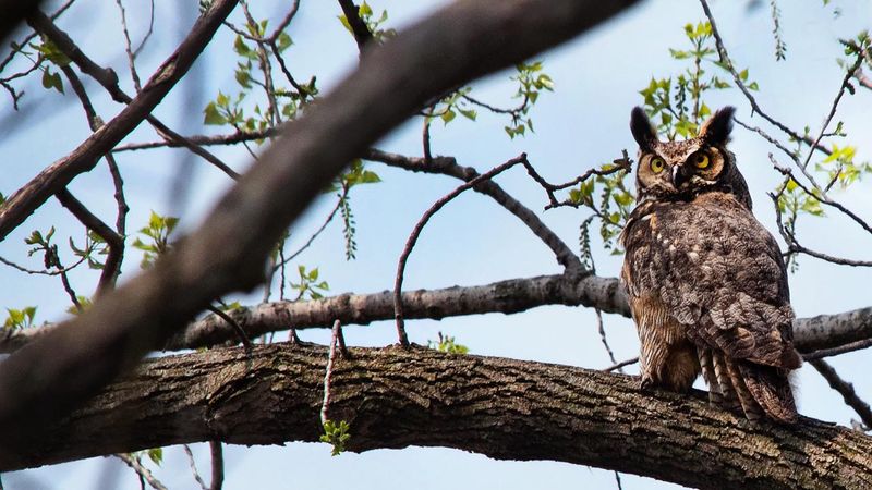 Eastern Screech Owl