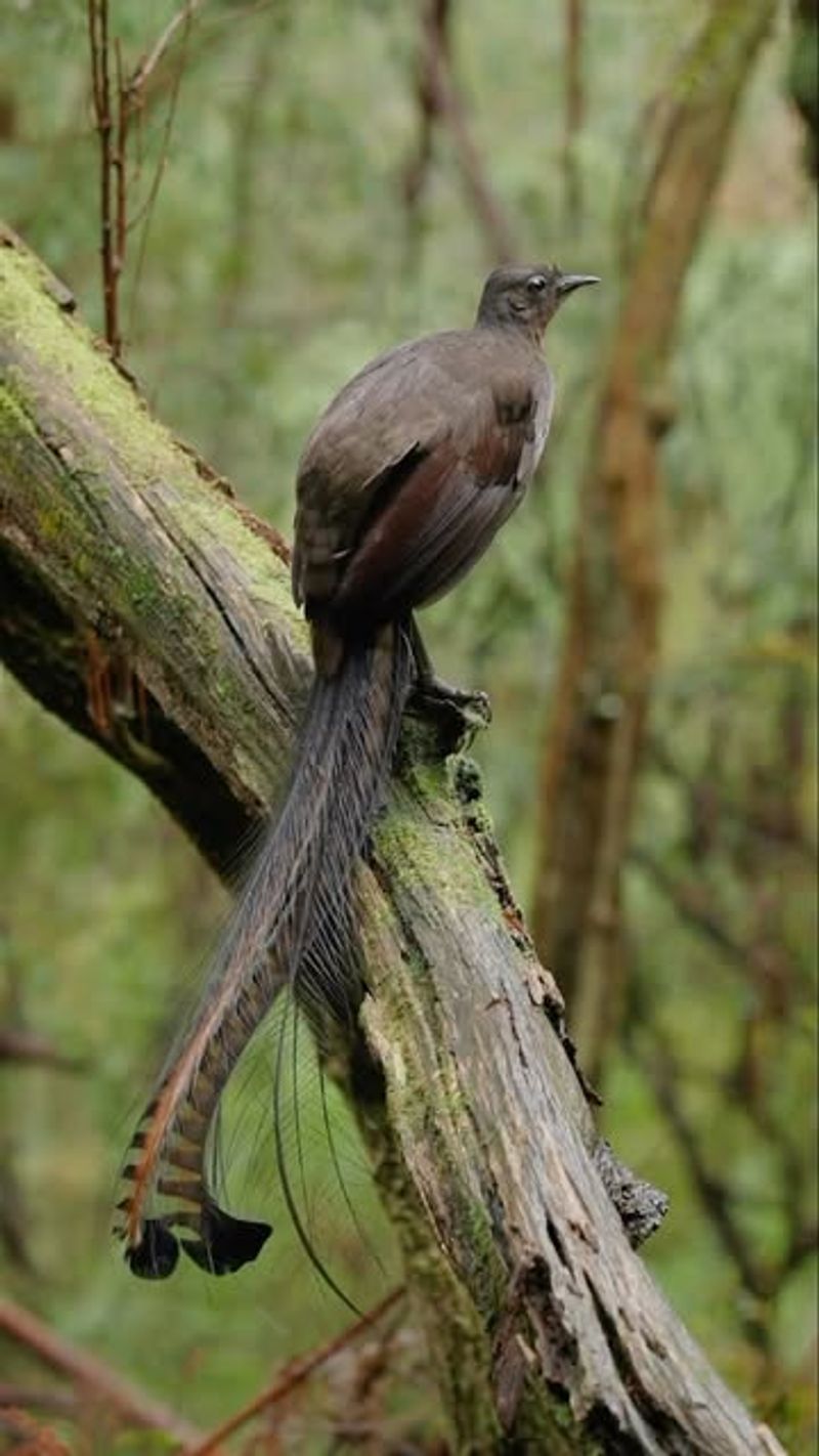 Lyrebird