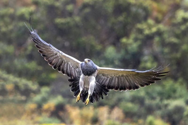 Black-chested Buzzard-Eagle