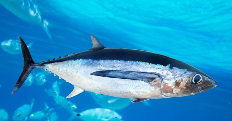 Albacore Tuna