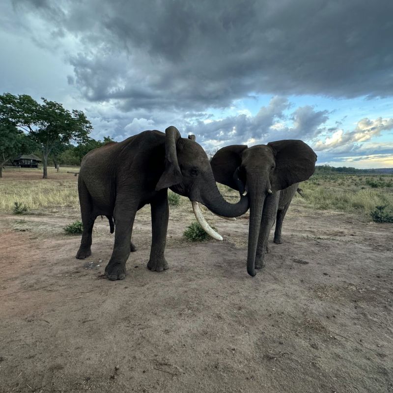 Elephant