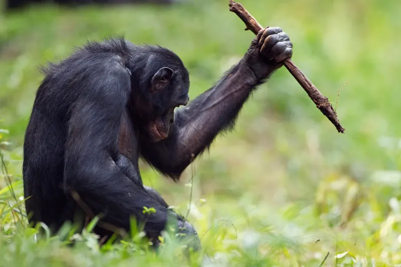 Bonobo