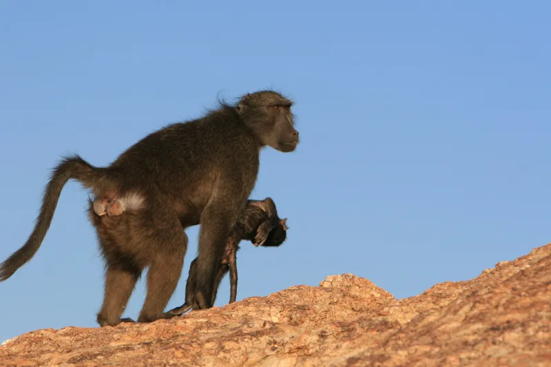 Baboons