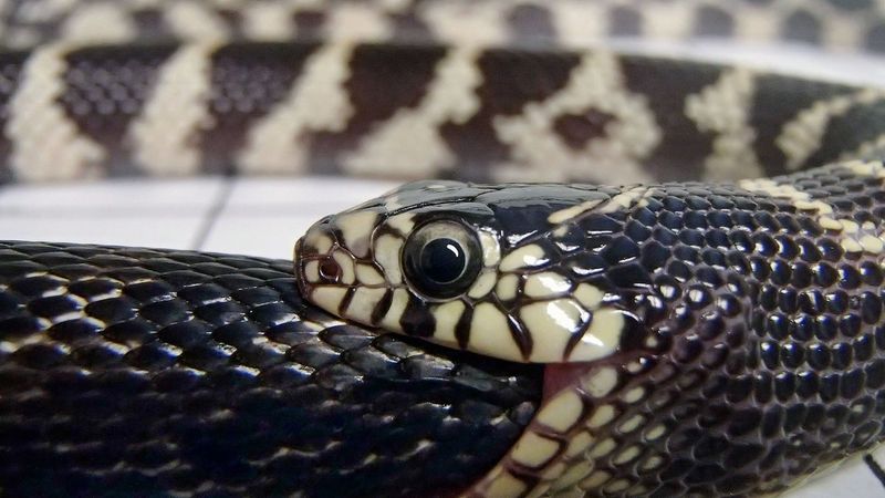 King Snake's Mimicry of Venomous Snakes