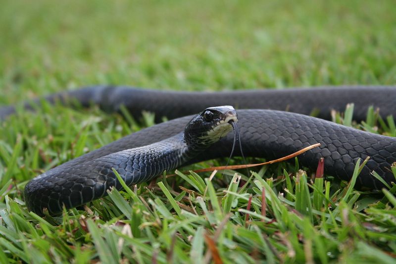 Black Racer