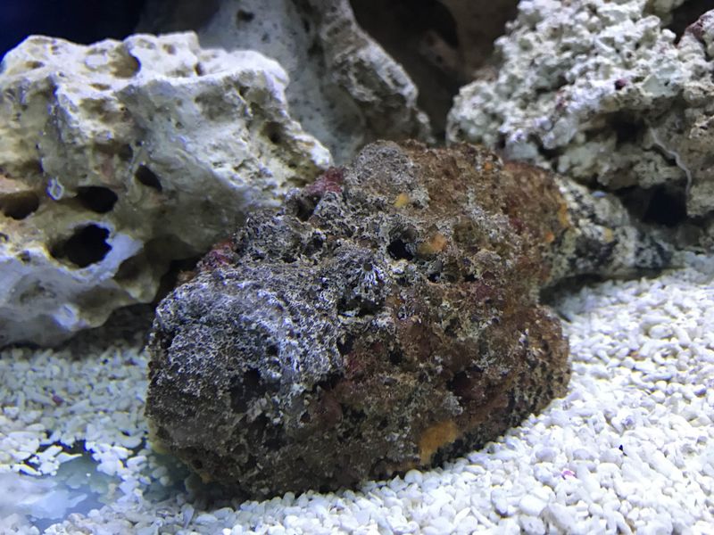 Stonefish
