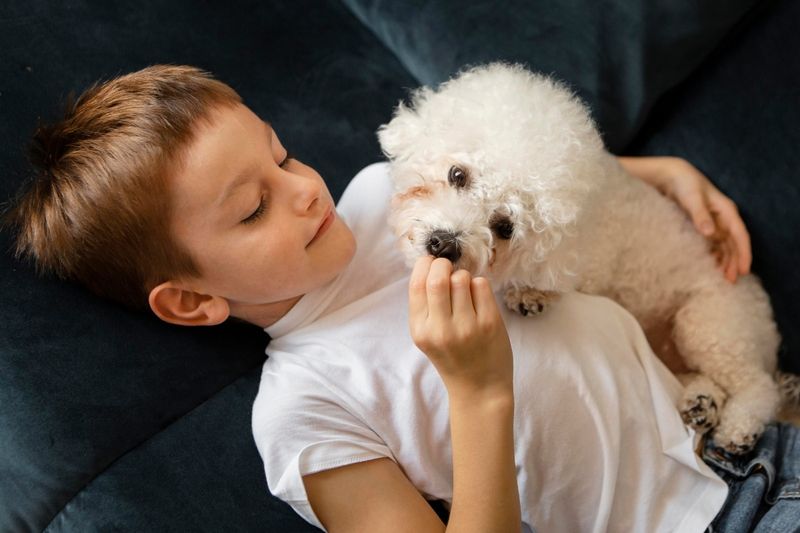 Bichon Frise