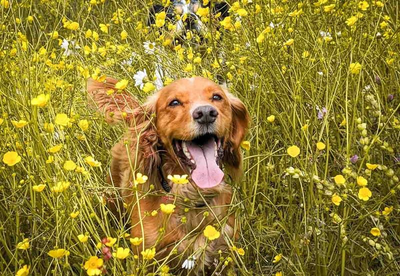 Cocker Spaniel