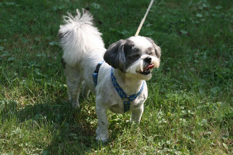 Shih Tzu