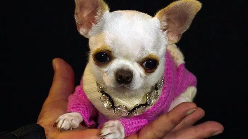 Chihuahua