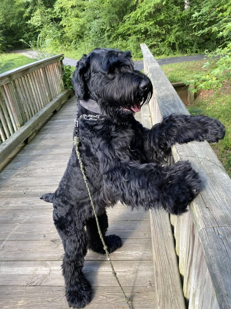 Schnauzer