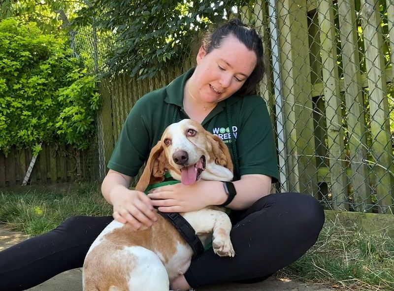 Basset Hound