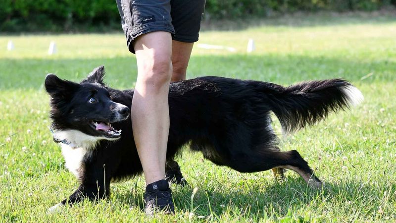 Border Collie