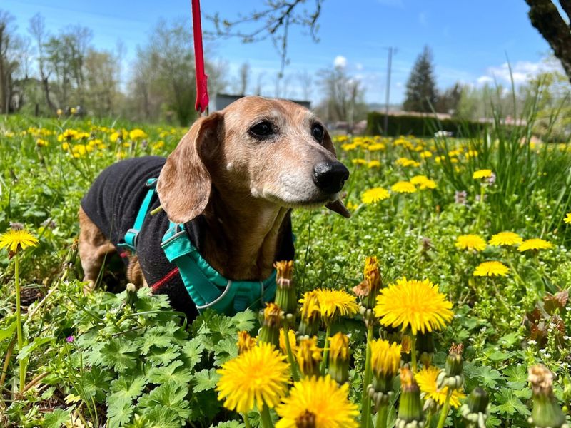 Dachshund