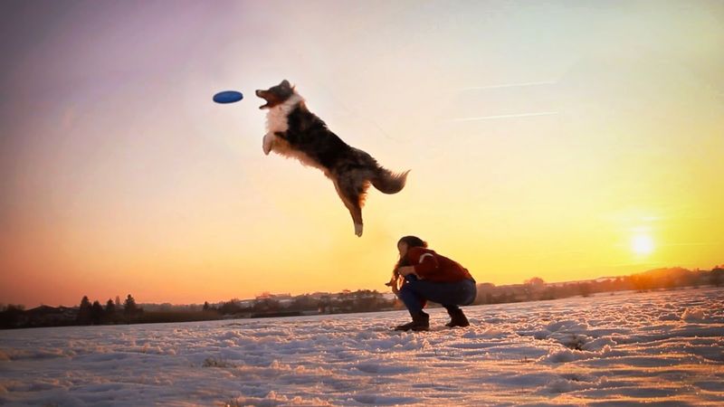 Australian Shepherd