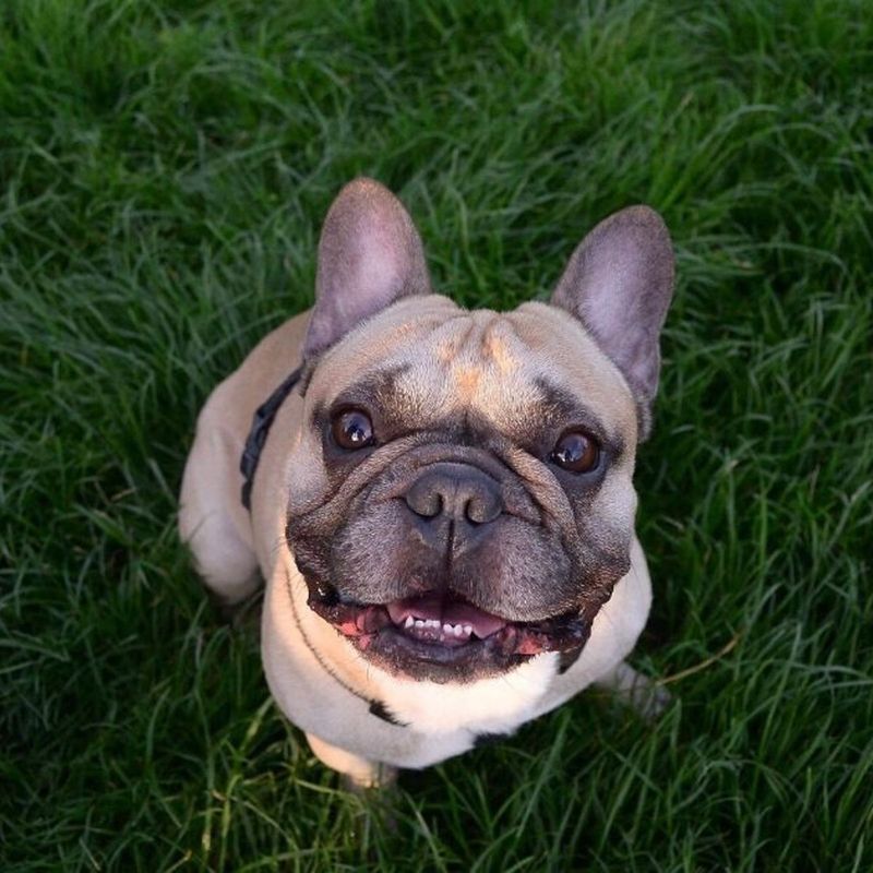 French Bulldog