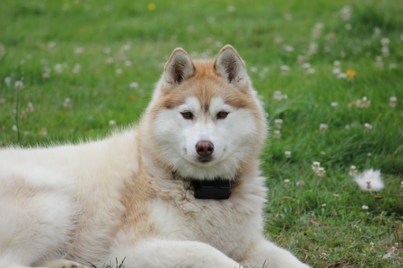 Akita