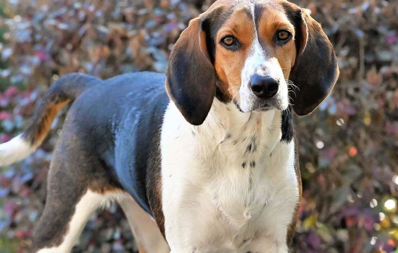 Coonhound: Nighttime Specialist