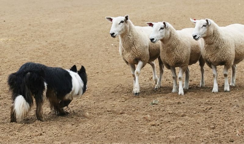 Border Collie