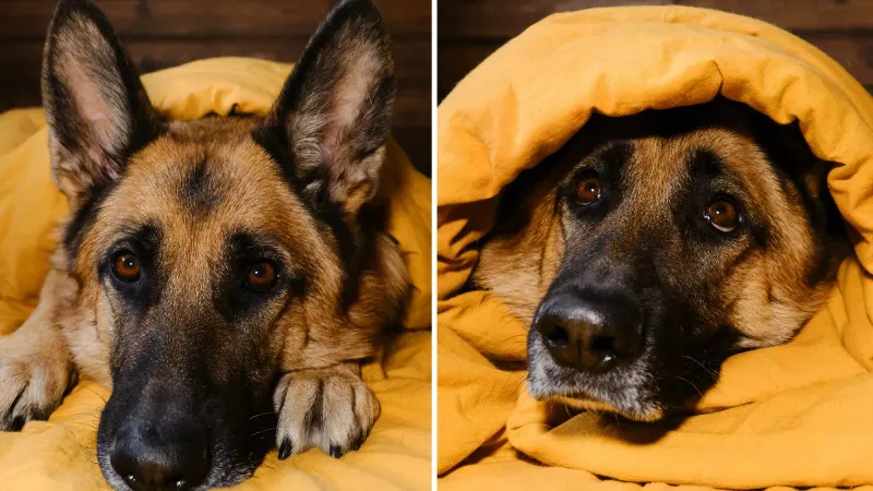 German Shepherd