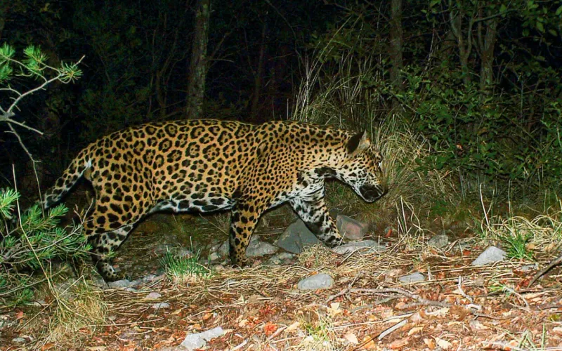 Majestic Jaguars on the Prowl