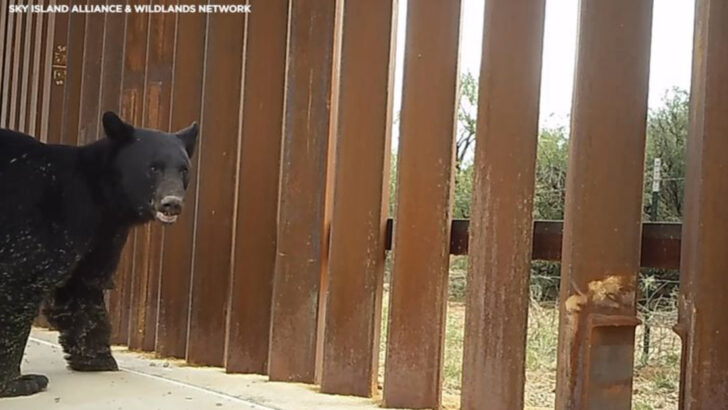 Borderlands Wildlife: Cameras Reveal Surprising Animal Routes Along the U.S.–Mexico Barrier