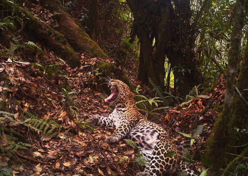 Javan Leopard