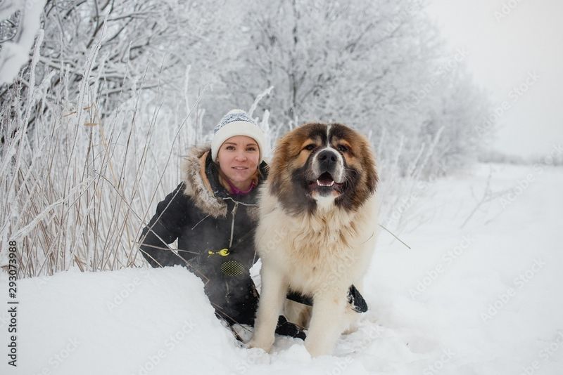 Caucasian Shepherd Dog
