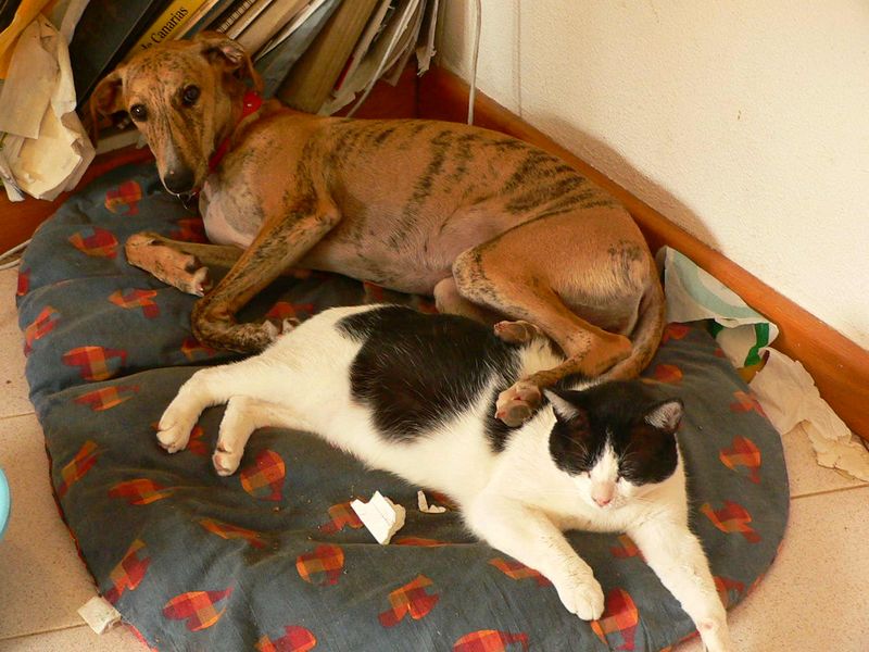 Greyhound