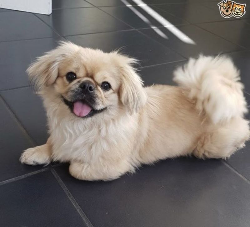 Pekingese