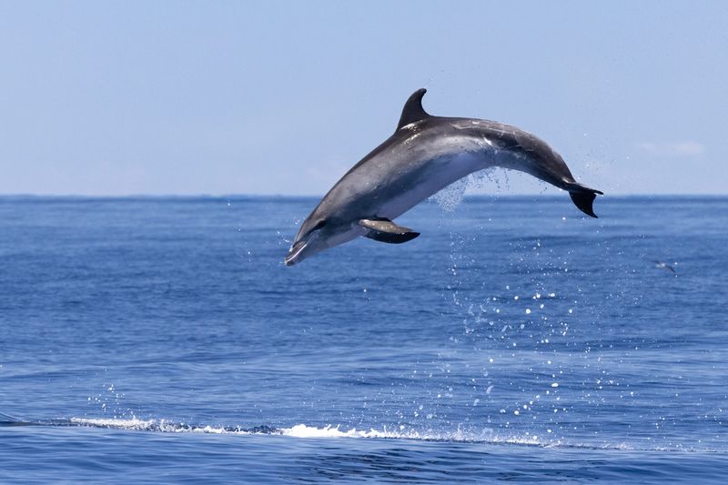 Bottlenose Dolphin
