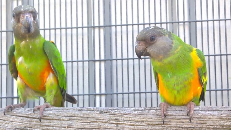 Senegal Parrot
