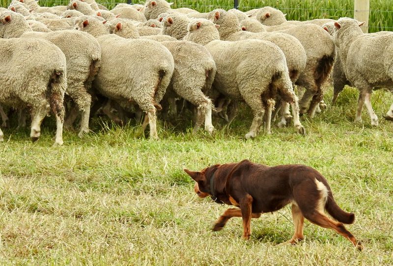 Kelpie
