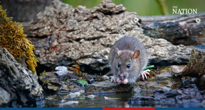 Leptospirosis