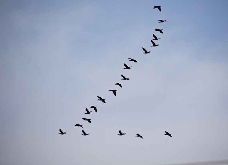 Geese Navigating Migration Routes