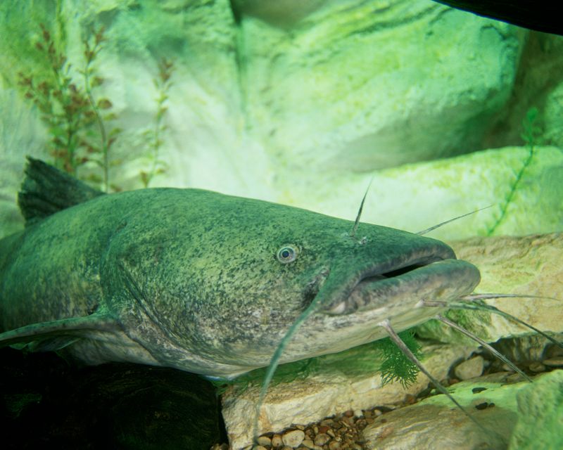 Flathead Catfish
